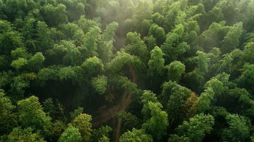 Bamboo forest